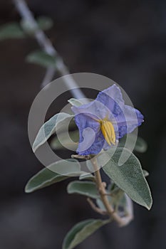 Purple and yellow baja nightshade flower