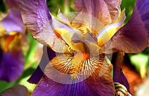 Purple and Yellow Bearded Iris