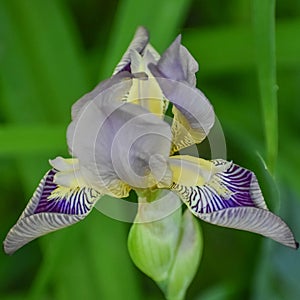 Purple and Yellow Bearded Iris Unfolding photo