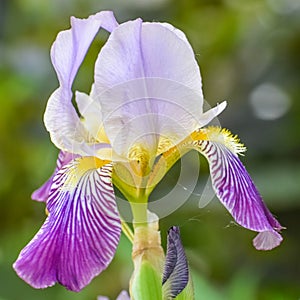 Purple and Yellow Bearded Iris Unfolding photo
