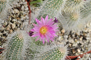 Purple with Yellow Cactus Flower and Flower Buds