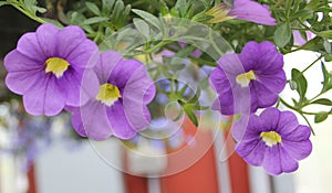 Purple and Yellow Calibrachoa