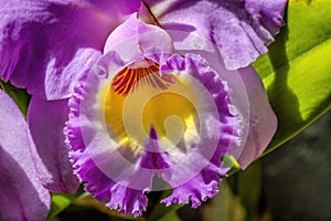 Purple Yellow Cattleya Orchids Flower Florida