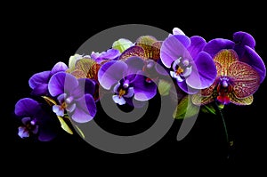 Purple and yellow color phalaenopsis orchids against black background 