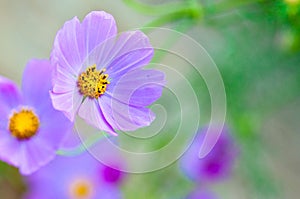 Purple and yellow cosmos