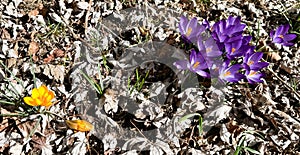 Purple and yellow crocus flowers - sign of New England spring has sprung