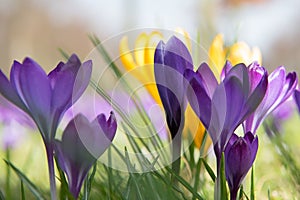 Purple and yellow crocuses flowering photo