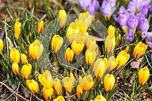 Purple and yellow crocuses germinate in the spring in the garde