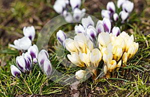 Purple and yellow crocuses germinate in the spring in the garde