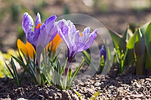 purple and yellow crocuses grow in the garden. Some of the first bright spring flowers bloom, background