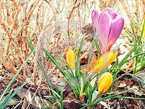 Purple and yellow crocuses grow in place in early spring. The first spring flowers bloom in the garden. Spring meadow full of