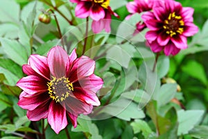 Purple and yellow dahlia flower