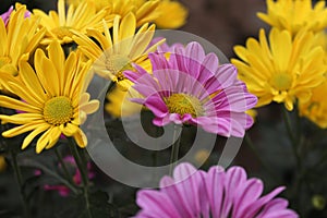 Purple and yellow daisy flowers