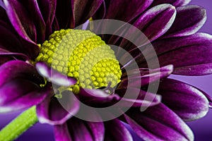 Purple and Yellow Daisy macro