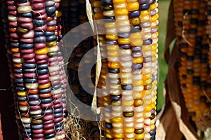 Purple and Yellow Decorative Corn