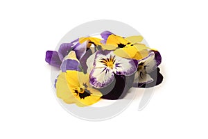 Purple and yellow edible flowers isolated on white background