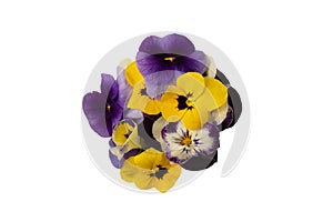 Purple and yellow edible flowers isolated on white background