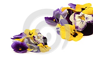 Purple and yellow edible flowers isolated on white background