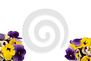 Purple and yellow edible flowers isolated on white background