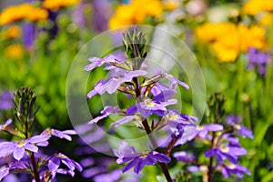 A Purple and yellow Fan flower Scaevola aemula, also known simply as scaevola, is a warm-weather perennial