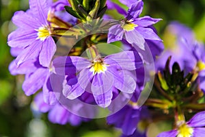A Purple and yellow Fan flower Scaevola aemula, also known simply as scaevola, is a warm-weather perennial