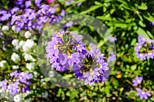 A Purple and yellow Fan flower Scaevola aemula, also known simply as scaevola, is a warm-weather perennial