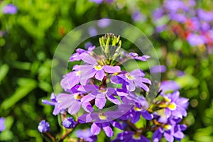 A Purple and yellow Fan flower Scaevola aemula, also known simply as scaevola, is a warm-weather perennial