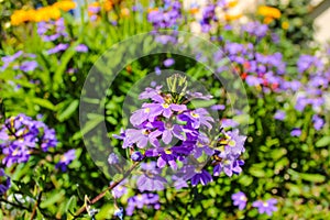 A Purple and yellow Fan flower Scaevola aemula, also known simply as scaevola, is a warm-weather perennial