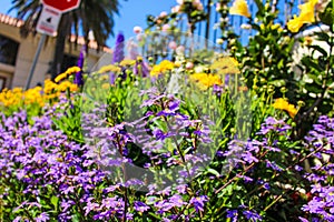 A Purple and yellow Fan flower Scaevola aemula, also known simply as scaevola, is a warm-weather perennial