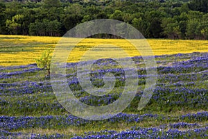 Purple and Yellow Field of Flowers on the Bluebonnet Trail Near Ennis Texas