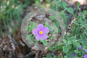 Purple and yellow flower view