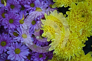 Purple and yellow flowers