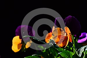 Purple and yellow flowers of pansy violoa tricolor on dark background