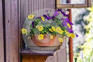 Purple and yellow flowers in a pot on a shelf