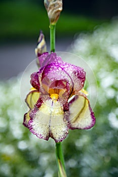 Purple yellow iris flower in dew drops after rain