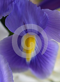 Purple and Yellow Iris flower with white roses in background