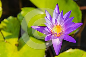 Purple and yellow lotus flowers are blooming. Get bright sunshine morning.Selective focus