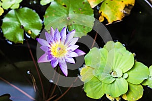 Purple and yellow lotus or water lily with huge green water leafs in dark pond. Flowers for Buddhism. From top view