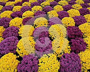 Purple & yellow mums