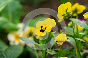 Purple, yellow, orange and blue violet flowers in the grass in nature.