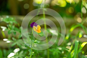 Purple, yellow, orange and blue violet flowers in the grass in nature.