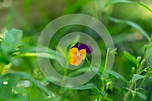 Purple, yellow, orange and blue violet flowers in the grass in nature.