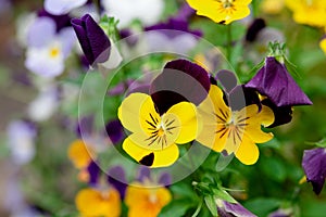 Purple and yellow  pansies flowers in the garden on sunny day