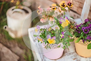 Purple and yellow pansy grow in street flower pots