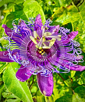 Purple and yellow passion fruit flower