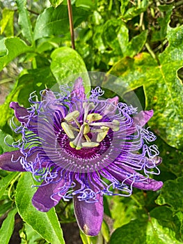 Purple and yellow passion fruit flower