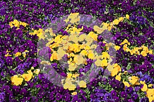 Purple and Yellow Petunia Star Flower Background