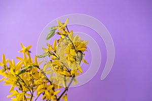 purple and yellow spring flowers on violet paper background