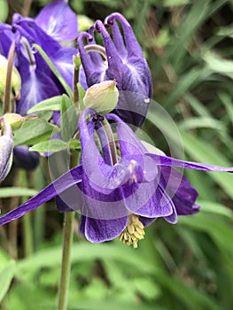 Purple and Yellow Stamen Columbine Blossoms - Aquilegia