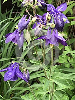 Purple and Yellow Stamen Columbine Blossoms - Aquilegia